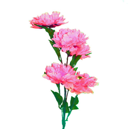 Peony Flower pink
