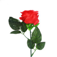 Single Rose Flower