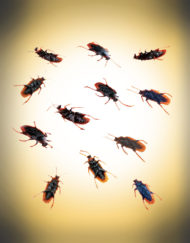 Fake Cockroaches