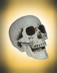 Halloween Skull Skeleton Head