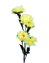 Peony Flower Yellow