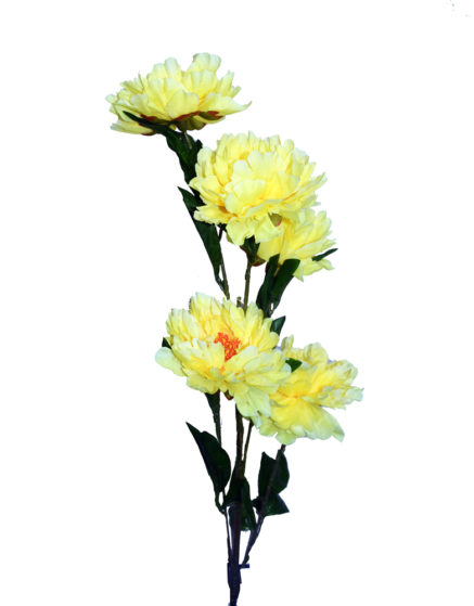Peony Flower Yellow