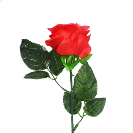 Single Rose Flower
